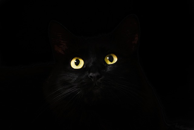 Black cat in the dark representing an entrepreneur in stealth mode rather than executing startup strategy.