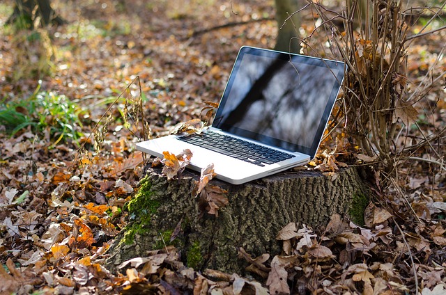 Laptop on tree stump surrounded by leaves representing online learning in the Fall.