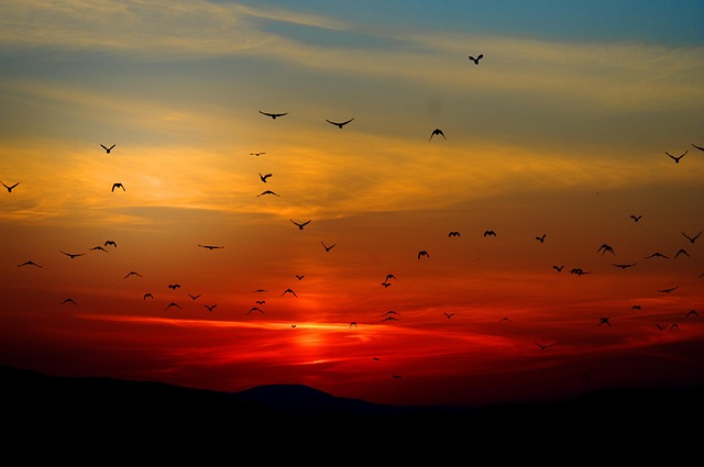 Many birds flying in a red sky to represent the Twilight Zone of venture funded startups.